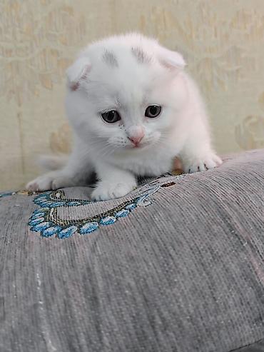 Pişiklər: Erkək, Dişi — 6