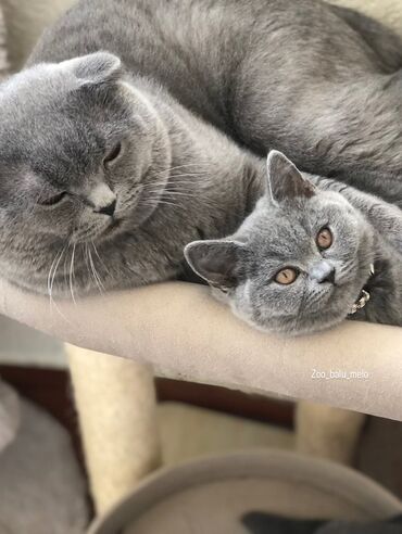 Pişiklər: Britan, Dişi, Erkək, Ünvandan götürmə — 9