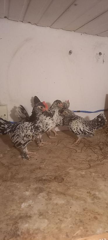 Cücələr: Toyuq cücələri, Damazlıq -da lalafo.az — 8 Cücələr: Toyuq cücələri, Damazlıq — 8