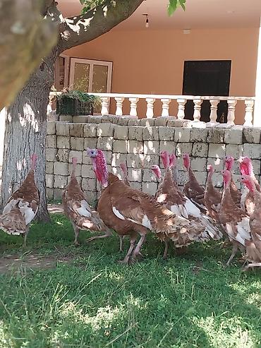 Quşlar: Kanada Borbon hindiuşkaları satılır ! 
28 fevral çıxmış cücələrdi ! — 10