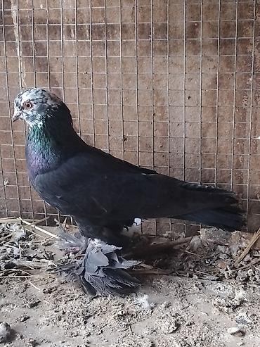 Другие с/х животные: Продам голуби🕊 срочно🆘 игра есть не болеют гарантием даю одна штука at lalafo.kg — 9 Другие с/х животные: Продам голуби🕊 срочно🆘 игра есть не болеют гарантием даю одна штука — 9