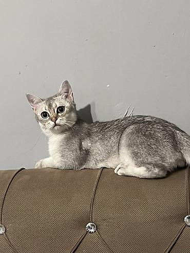 şinşilla pişiyi: Şinşilla, Erkək — 4