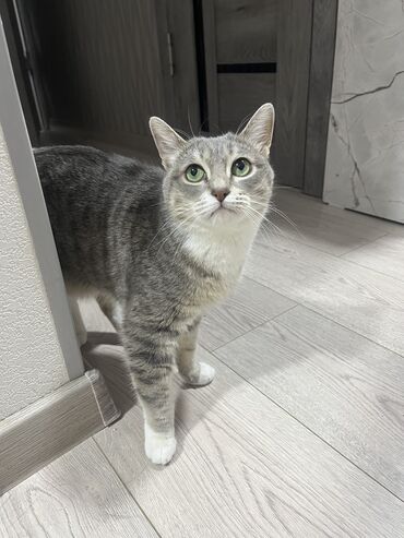 кот для вязки: Кошка даром: Беспородная, 3 года, Девочка, Кастрирована, Приучена к лотку, Проглистована