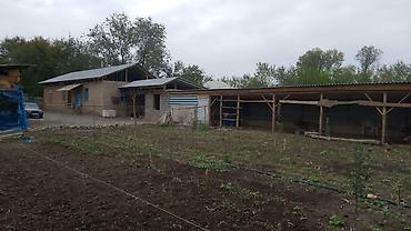 котедж пантера: Farm КРС, 7158 соток, Действующий, Частично с оборудованием, Электричество — 7