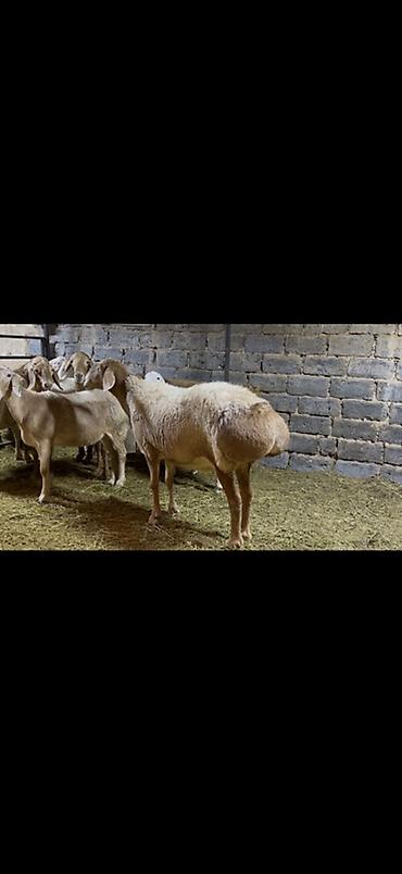 С/х животные и товары: Продаю | Овца (самка) | Для разведения | Племенные, Котные, Матка — 8