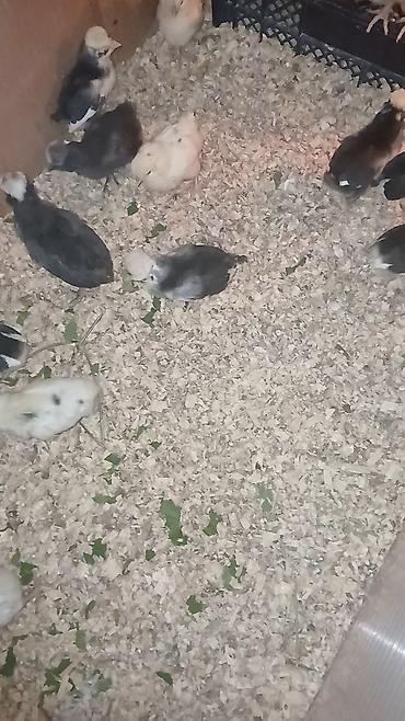 qarğa balası satılır: Rahibə 1 aylıq — 1