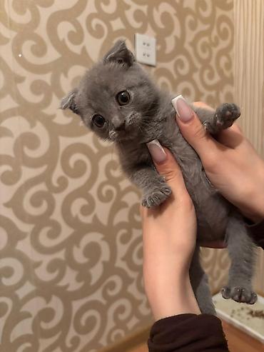 Pişiklər: Şotland — 6