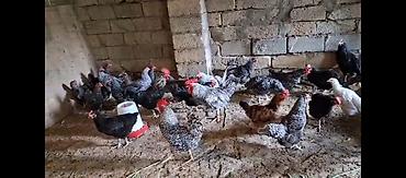 hind quşu satışı: TECİLİ!!! Temiz xorkov toyuq ve xoruzlar sürüyle satılır teki 25 AZN — 10