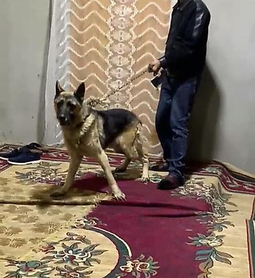 setter it cinsi: Alman çoban iti — 2