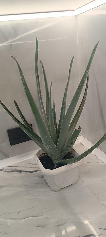 цветы алоэ: Алоэ вера в горшке - Вид: Aloe vera (алоэ столетник), суккулент. - — 5