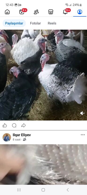 Hinduşka: Məhsul: Hind quşları (Biq 6 və “Beyləqan” sortları) Təsvir: - — 4