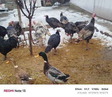 Индюки: Продаю | Индюшка (самка) | Для разведения | Племенные — 7