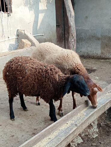 boqaz qoyunlar: Dişi, Qala, il: 1, 1 kq, Damazlıq, Ödənişli çatdırılma