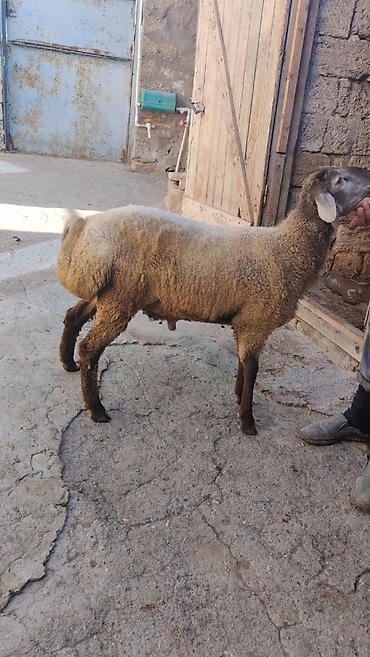 Tam sağlam 7-8 aylıq quzu satılır. Sırf təbii arpa və otla beslenib lalafo.az -da Tam sağlam 7-8 aylıq quzu satılır. Sırf təbii arpa və otla beslenib