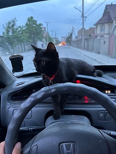пропал рыжий кот: Пропала : Беспородная, Мальчик, Черный — 2