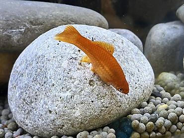 Balıqlar: Sülhsevər, Ödənişli çatdırılma -da lalafo.az — 2 Balıqlar: Sülhsevər, Ödənişli çatdırılma — 2