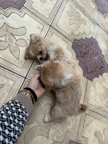 İtlər: Pekines, 2 ay, Peyvəndli — 10