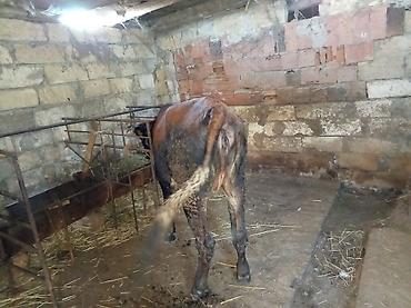 Товары для с/х животных: Satışda: mal-qaranın saxlanması üçün tövlə və yemləmə avadanlıqları — 5