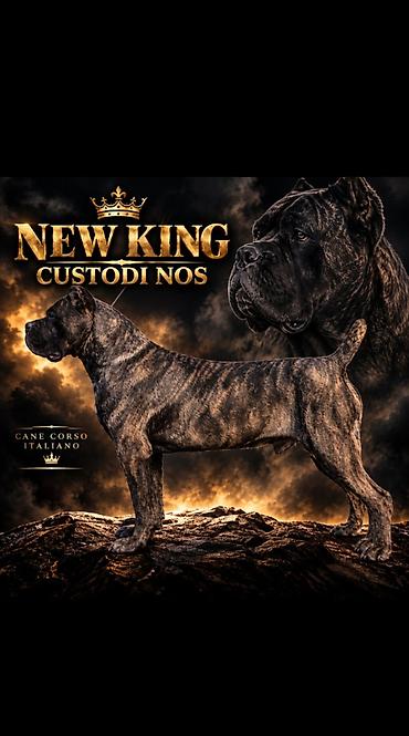 Psi: THE LAST EMPEROR KENNEL Predstavljamo prelepu Cane Corso ženku iz — 8
