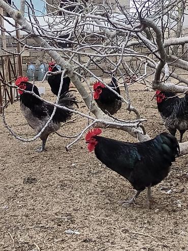 Xoruzlar: Məhsul: Safqan xoruzlar Təsvir:Təmiz qan Alman astralop cins — 9