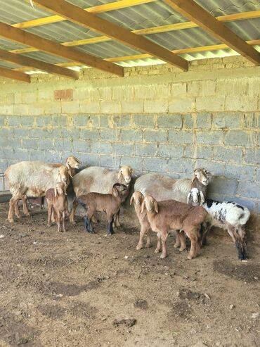 Бараны, овцы: Продаю | Ягненок, Баран (самец) | Арашан | Для разведения | Племенные, Котные, Матка