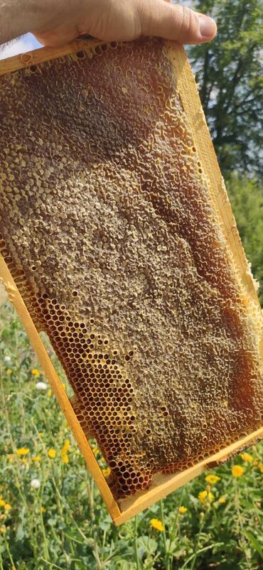 Bal: ELF BEE'S 1977 ECO-PRODUCT FOR HEALTH AND LONGEVITY Tovuzun -da lalafo.az — 8 Bal: ELF BEE'S 1977 ECO-PRODUCT FOR HEALTH AND LONGEVITY Tovuzun — 8