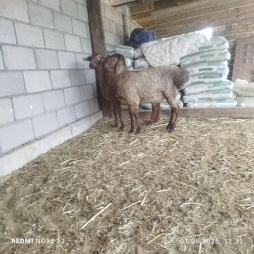 продам сельхоз животных: Продаю | Овца (самка)