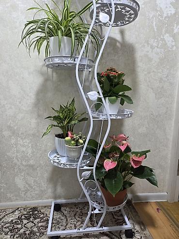кованая мебель: Полка, этажерка для цветов, Новый, Железо, Самовывоз — 1