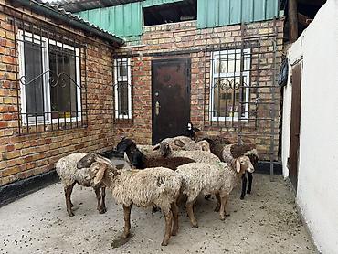 ярочки: Продаю | Овца (самка) | Для разведения — 1