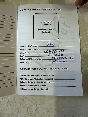 купить хорька в баку: 3 месяца, С прививками, Платная доставка, Самовывоз — 4