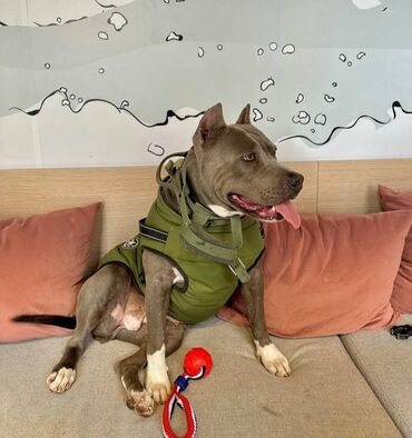 İtlər: Staffordşir bulterier, 2 il, Dişi, Peyvəndli -da lalafo.az — 11 İtlər: Staffordşir bulterier, 2 il, Dişi, Peyvəndli — 11