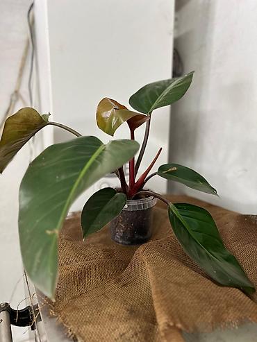 Другие комнатные растения: Представляем ассортимент декоративно-лиственных растений, которые — 10