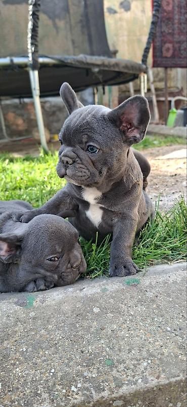 Psi: Francuski buldozi, rodjeni 4.3.2026, sky blue, vakcinisani uskoro — 2