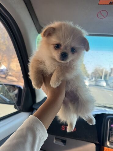 дог собака: Шпиц, 2 месяца, Самец, С прививкой