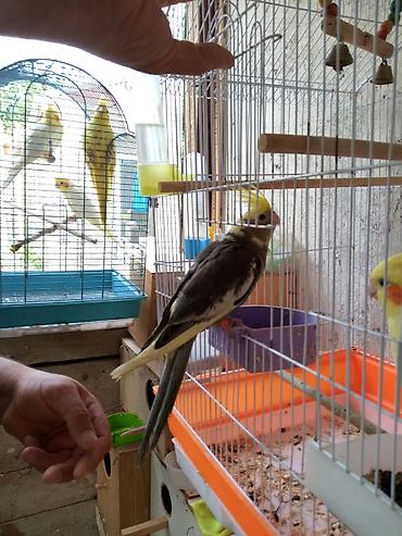 tuk tuk az: Korella əl qusu 3 ayliq əldə oynuyur Tam vitaminli qusdu dişidi Real — 5