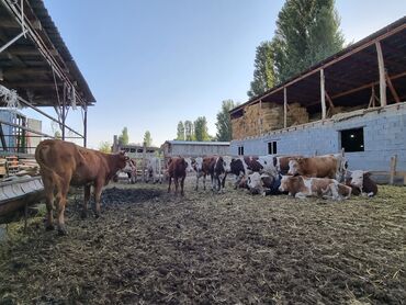 С/х животные и товары: Продаю | Музоо, торпок | Симментальская | На откорм | Нетель