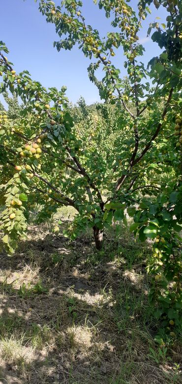 Meyvə və giləmeyvə: Məhsul: Ərik bağı – yetişmiş ərik meyvələri Təsvir: - Şəkillərdə — 7