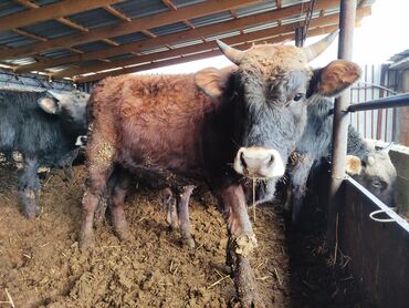 Коровы, быки: Продаю | Бык (самец) | На откорм — 3