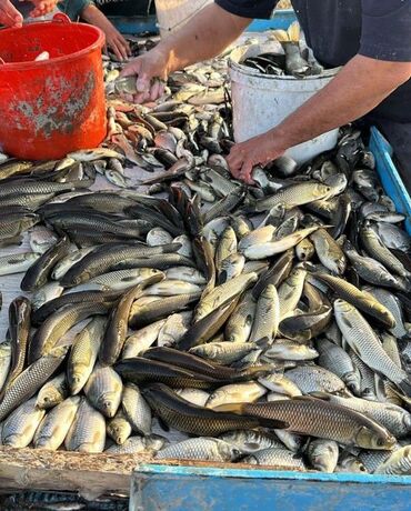 куплю свиней живым весом срочно: Карп- 25 грамм Амур - 30-70 грамм Толстолобик - 25 грамм Карась - 70