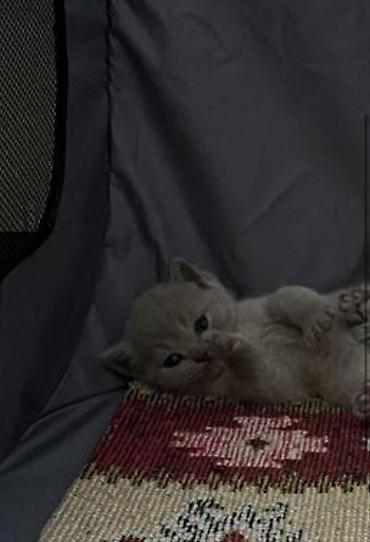 Кошки: Шотландская, Самка, Самец, В добрые руки, Самовывоз — 2