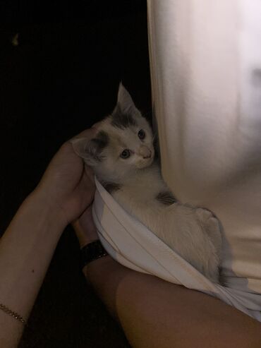 шотландская кошка шиншилла: 2 айлык, Ургаачы