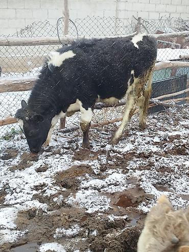 Коровы, быки: Продаю | Бык (самец), Тёлка | Для разведения — 8