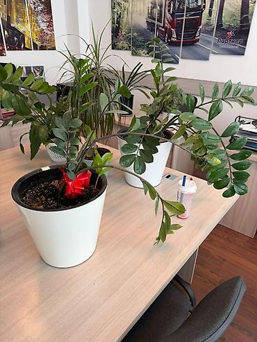 замиокулькас черный: Замиокулькас (Zamioculcas zamiifolia) в горшке. - Крупное — 5