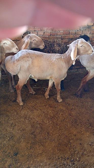 Баран, овца: Продаю | Овца (самка) | Для разведения — 12