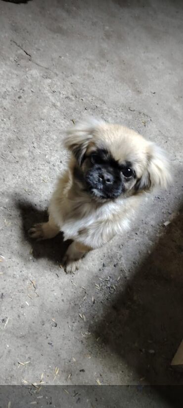 İtlər: Pekines, 8 ay, Dişi, Ünvandan götürmə