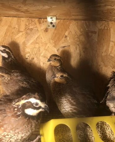 лотки для перепелиных яиц: Продам виргинские куропатки! Количество 10 штук! 5 петухов и 5 кур!