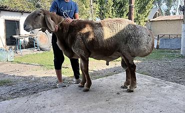 верблюд купить: Продаю | Баран (самец) | Для разведения | Осеменитель — 4