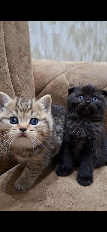 Кошки: Шотландская вислоухая — 9