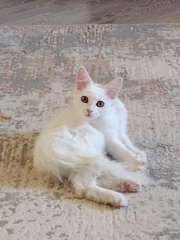 котик белый: Кошка даром: Беспородная, 6 месяцев, Мальчик, Приучена к лотку — 1