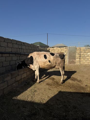 kreditle inekler: Dişi, Holsteyn, il: 1, Damazlıq, Südlük, Ətlik